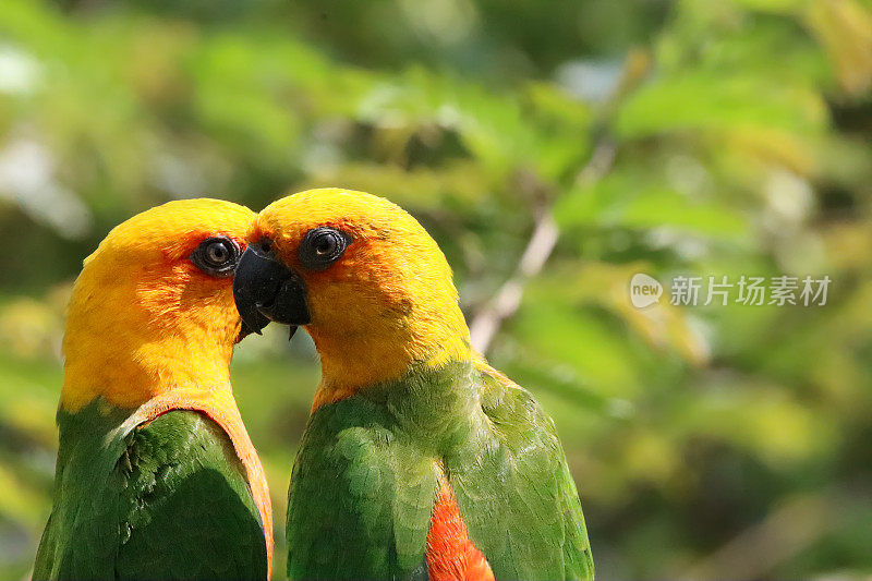 一对太阳conure (Aratinga solstice)面对面坐着的特写图像，阳光下栖息在树枝上的鹦鹉，后视图，重点在前景